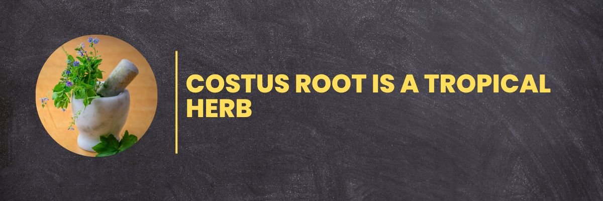 Costus Root is a Tropical Herb